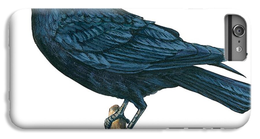 No People; Horizontal; Side View; Full Length; White Background; One Animal; Wildlife; Close Up; Zoology; Illustration And Painting; Bird; Branch; Perching; Beak; Feather; Crow; American Crow; Black iPhone 7 Plus Case featuring the drawing Crow by Anonymous