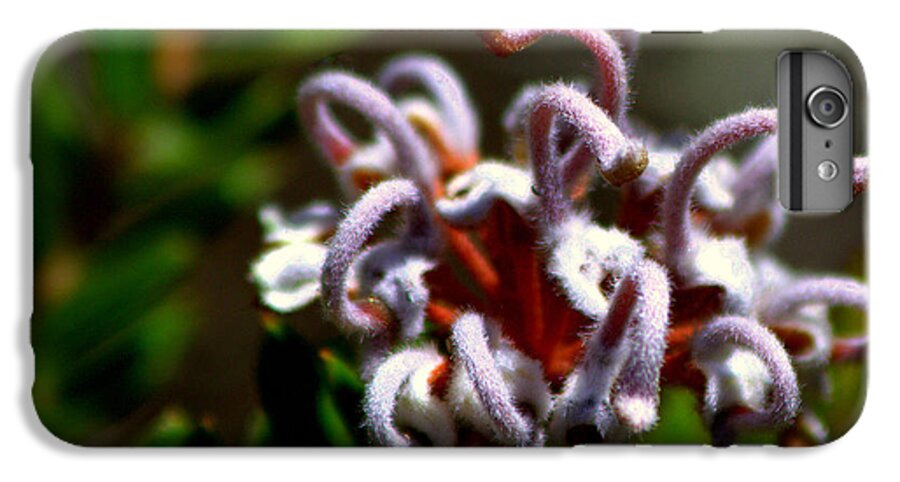 #great Spider Flower iPhone 7 Plus Case featuring the photograph Great spider flower by Miroslava Jurcik