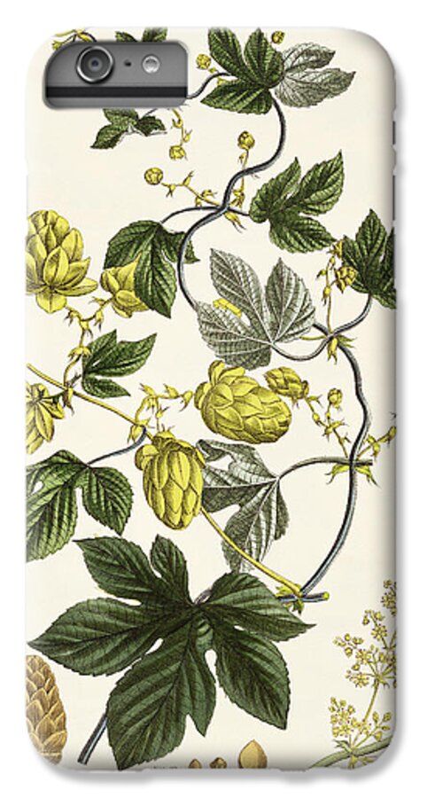 Hops iPhone 7 Plus Case featuring the drawing Hop Vine From The Young Landsman by Matthias Trentsensky
