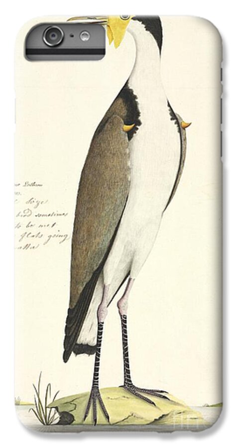 Masked Lapwing iPhone 7 Plus Case featuring the photograph Masked Lapwing, 18th Century by Natural History Museum, London