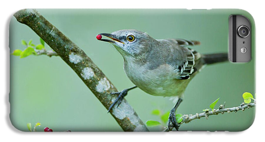 Berry iPhone 7 Plus Case featuring the photograph Northern Mockingbird (mimus Polyglottos by Larry Ditto