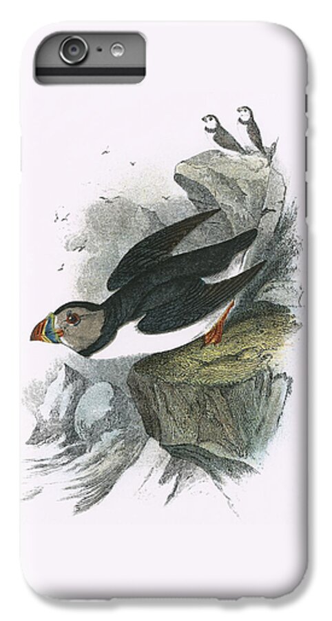 Puffin iPhone 7 Plus Case featuring the painting Puffin by English School