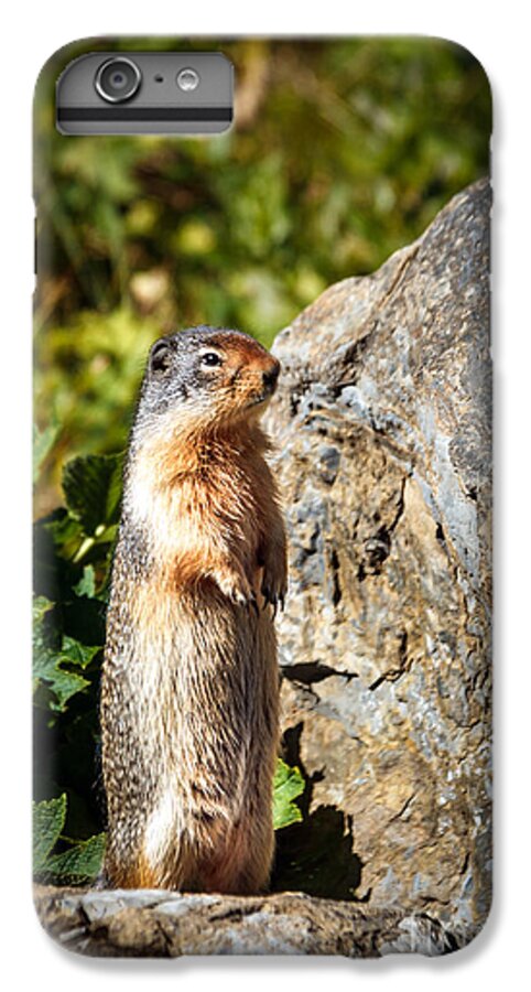 Rodent iPhone 7 Plus Case featuring the photograph The Marmot by Robert Bales