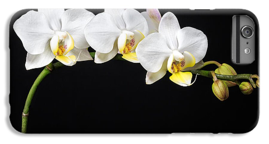 3scape Photos iPhone 7 Plus Case featuring the photograph White Orchids by Adam Romanowicz
