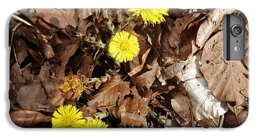 Flowers iPhone 7 Plus Case featuring the photograph Yellow spring flowers and old brown leaves by Matthias Hauser