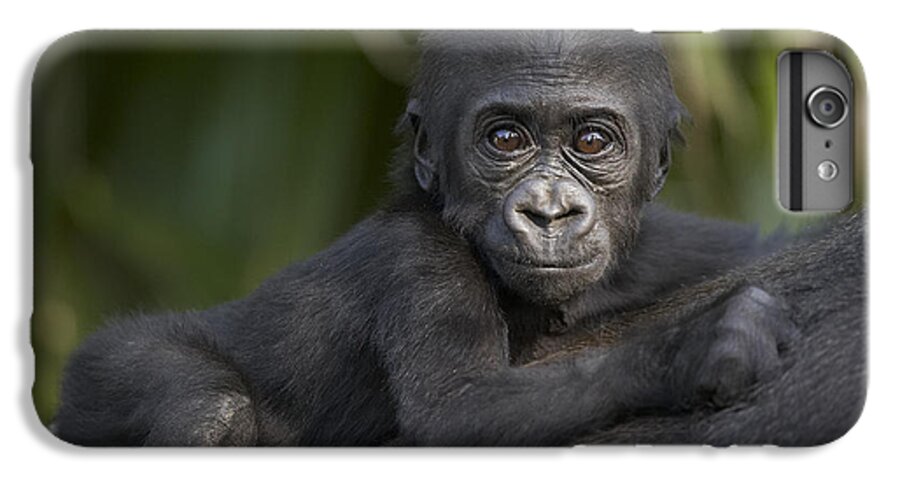 Mp iPhone 7 Plus Case featuring the photograph Western Lowland Gorilla Gorilla Gorilla #1 by San Diego Zoo