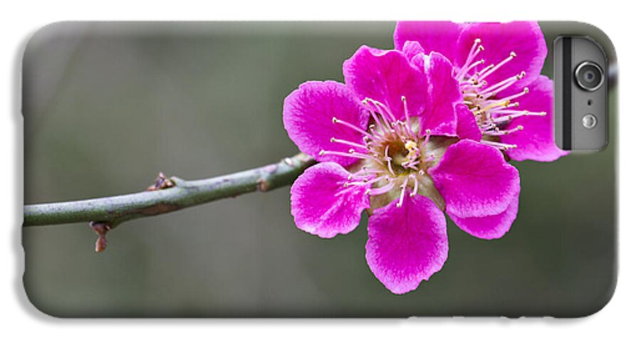 April iPhone 7 Plus Case featuring the photograph Japanese flowering Apricot. by Clare Bambers