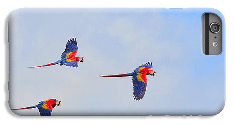 Scarlet Macaw iPhone 7 Plus Case featuring the photograph Scarlet Macaws by Tony Beck