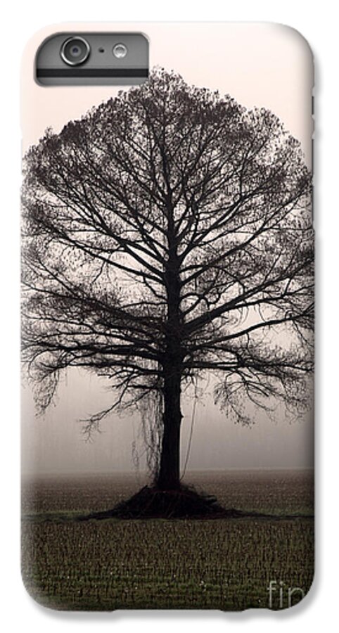 Trees iPhone 7 Plus Case featuring the photograph The Tree #2 by Amanda Barcon