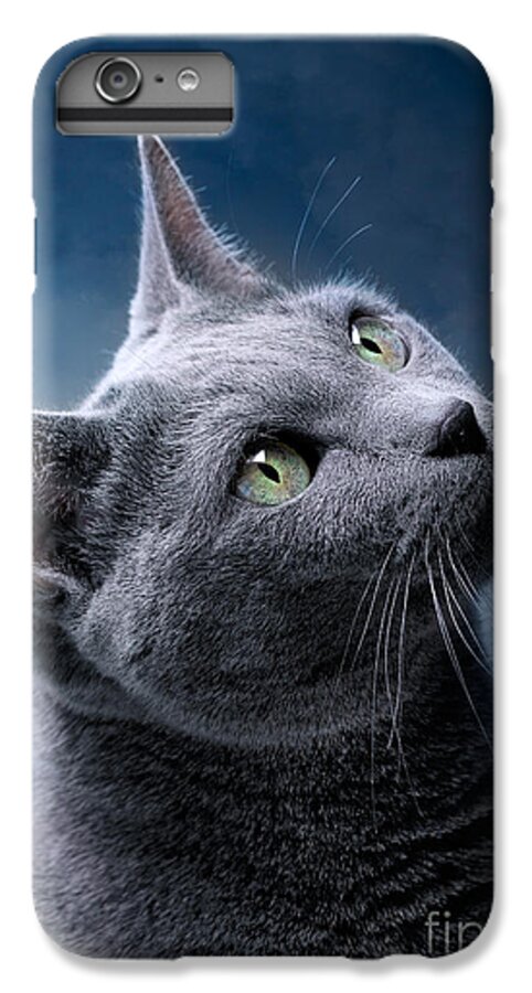 Russian iPhone 7 Plus Case featuring the photograph Russian Blue Cat #7 by Nailia Schwarz