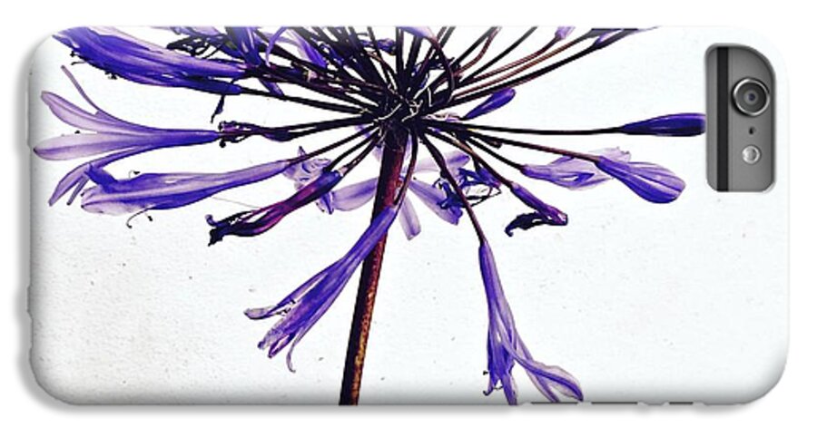 Flower iPhone 7 Plus Case featuring the photograph Agapanthus 2 by Julie Gebhardt