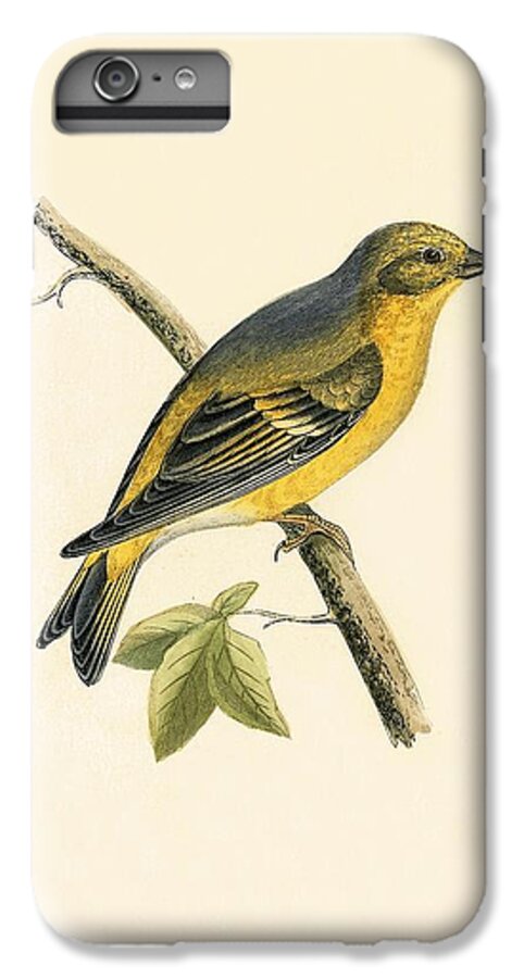 Bird iPhone 7 Plus Case featuring the painting Citril Finch by English School