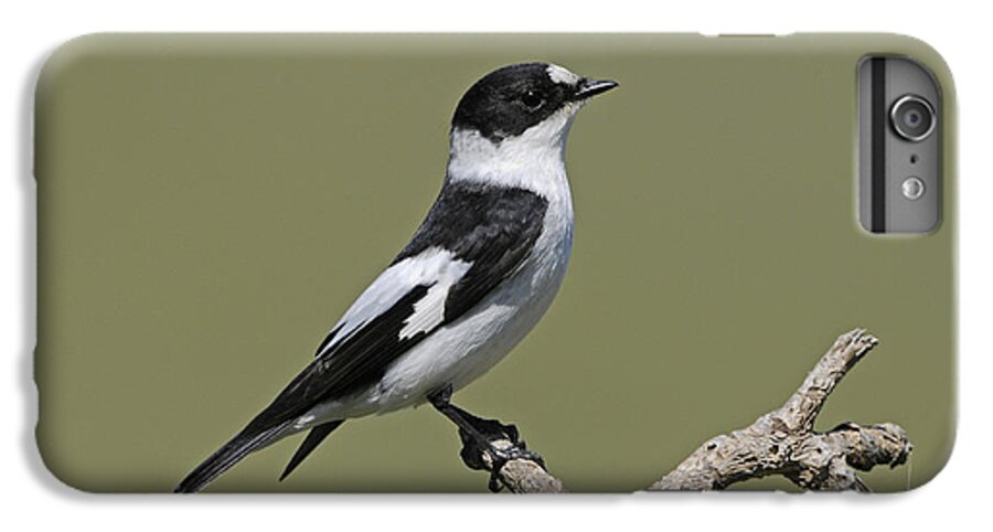 Collared Flycatcher iPhone 7 Plus Case featuring the photograph Collared Flycatcher by Richard Brooks/FLPA