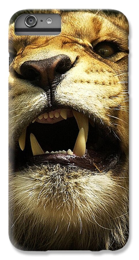 Lion. Leo iPhone 7 Plus Case featuring the photograph Fierce by Wade Aiken