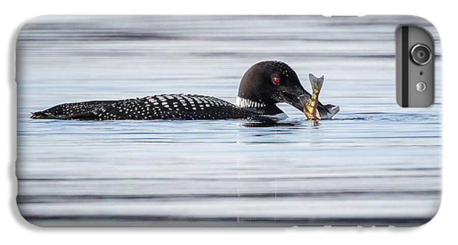 Loon iPhone 7 Plus Case featuring the photograph Fish For Lunch by Bill Wakeley