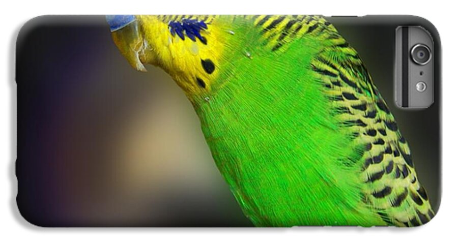 Bird iPhone 7 Plus Case featuring the photograph Green Parakeet Portrait by Jai Johnson