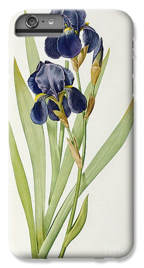 #faatoppicks iPhone 7 Plus Case featuring the painting Iris Germanica by Pierre Joseph Redoute