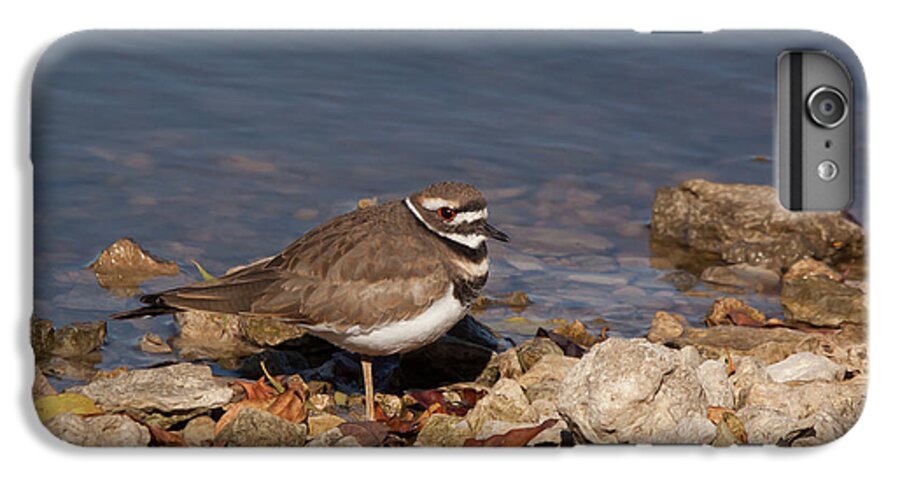 Killdeer iPhone 7 Plus Case featuring the photograph Kildeer On The Rocks by Robert Frederick