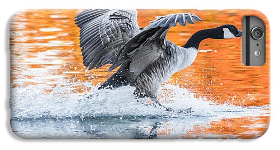 Canadian Goose iPhone 7 Plus Case featuring the photograph Landing by Parker Cunningham