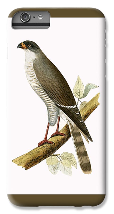 Ornithology iPhone 7 Plus Case featuring the painting Little Red Billed Hawk by English School