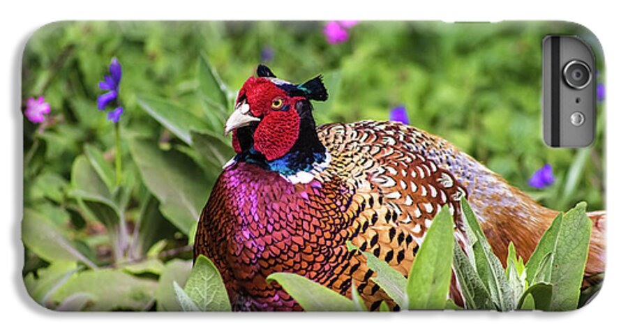 Pheasant iPhone 7 Plus Case featuring the photograph Pheasant by Martin Newman