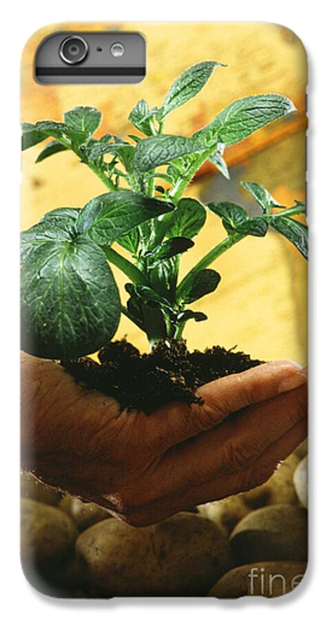 Potato iPhone 7 Plus Case featuring the photograph Potato Plant by Science Source