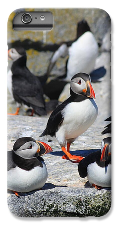 Wildlife iPhone 7 Plus Case featuring the photograph Puffins at Rest by John Burk