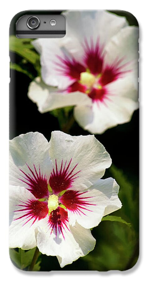 Hibiscus iPhone 7 Plus Case featuring the photograph Rose of Sharon by Christina Rollo