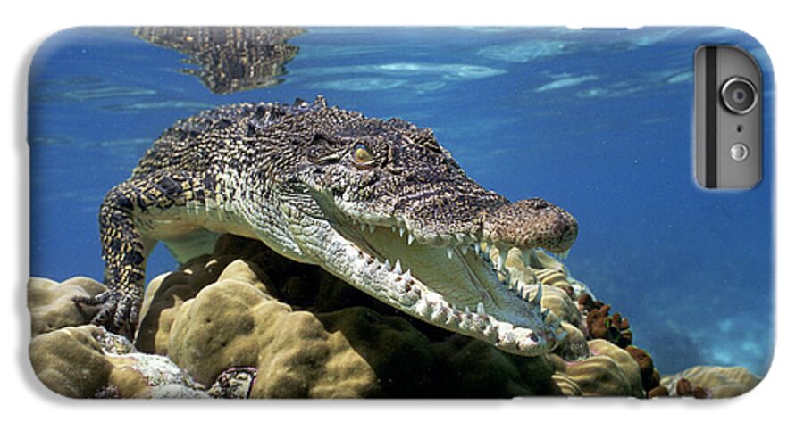 Mp iPhone 7 Plus Case featuring the photograph Saltwater Crocodile Smile by Mike Parry