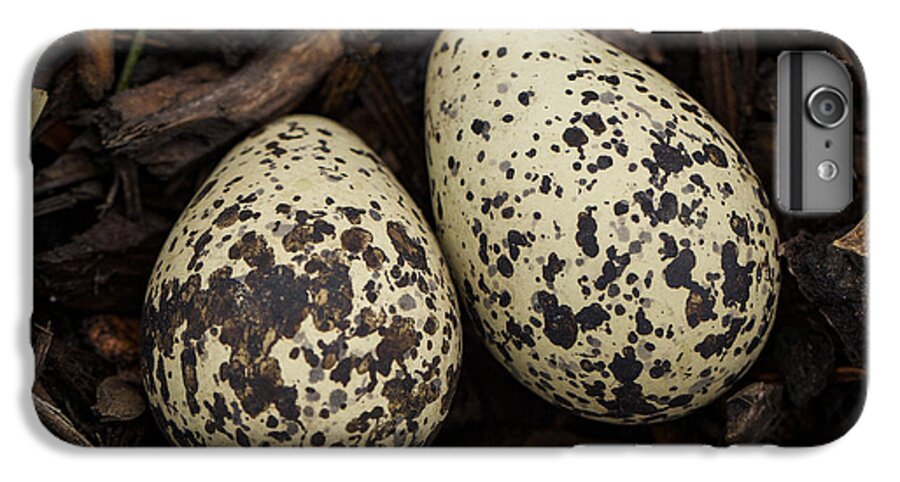 Jean Noren iPhone 7 Plus Case featuring the photograph Speckled Killdeer Eggs by Jean Noren by Jean Noren