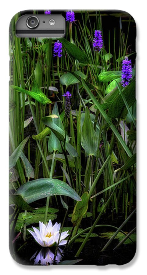 Water Lily iPhone 7 Plus Case featuring the photograph Summer Swamp 2017 by Bill Wakeley