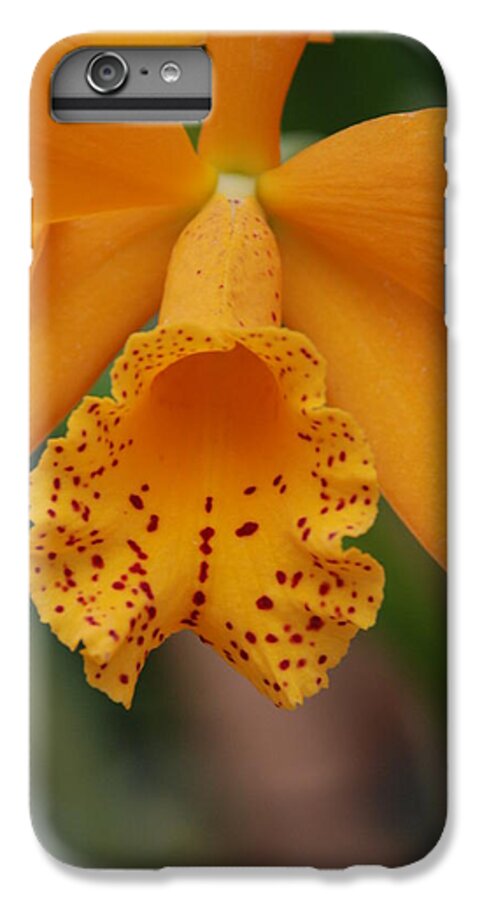 Yellow iPhone 7 Plus Case featuring the photograph The Orange Orchid by Rob Hans