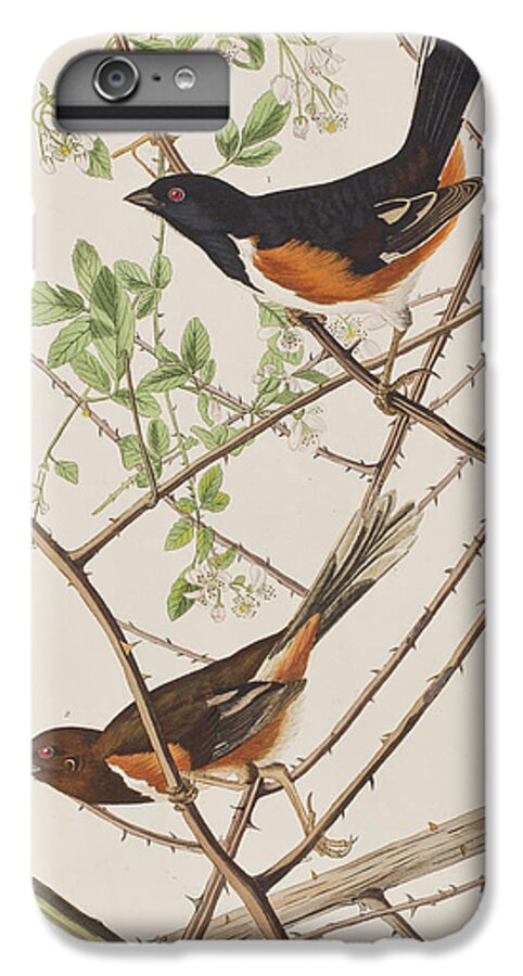 Towhe iPhone 7 Plus Case featuring the painting Towhe Bunting by John James Audubon