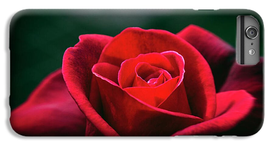 Rose iPhone 7 Plus Case featuring the photograph Whispers of Passion by Linda Lees