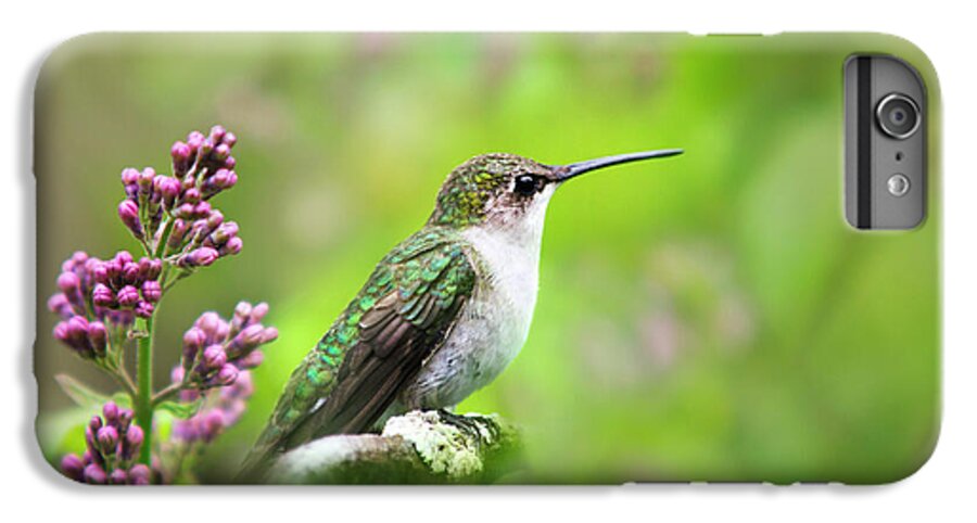 Hummingbird iPhone 7 Plus Case featuring the photograph Spring Beauty Ruby Throat Hummingbird by Christina Rollo