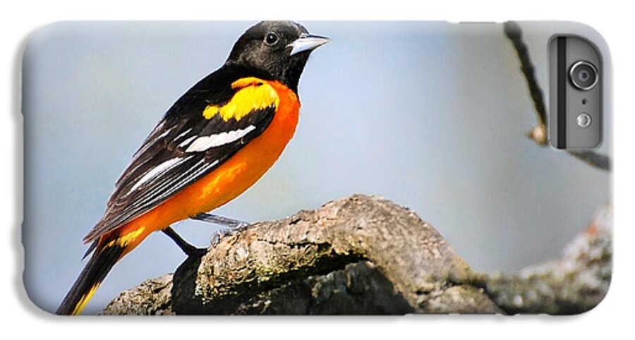 Baltimore Oriole iPhone 7 Plus Case featuring the photograph Baltimore Oriole by Christina Rollo
