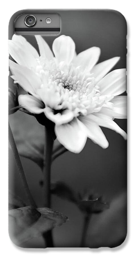 Flower iPhone 7 Plus Case featuring the photograph Black and White Coreopsis Flower by Christina Rollo
