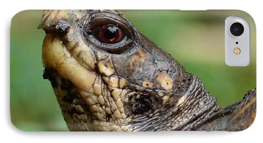 Box Turtle iPhone 8 Case featuring the photograph Box Turtle by Jane Ford