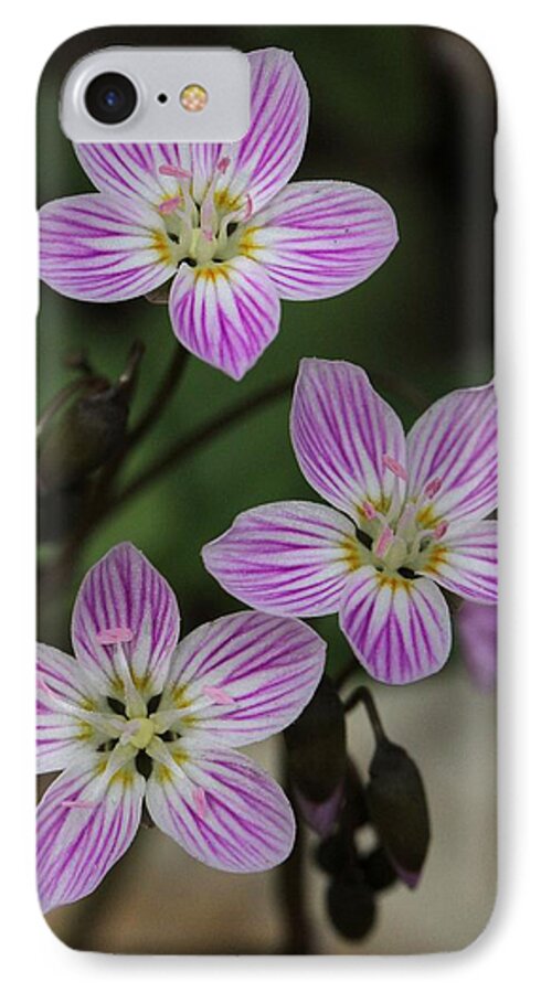 Carolina Spring Beauty iPhone 8 Case featuring the photograph Carolina Spring Beauty #2 by Doris Potter