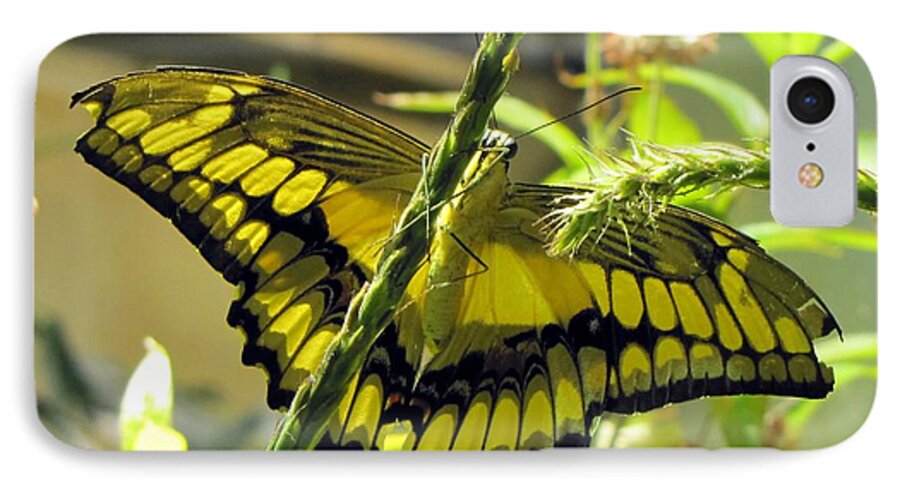 Wings iPhone 8 Case featuring the photograph Giant Swallowtail #1 by Jennifer Wheatley Wolf