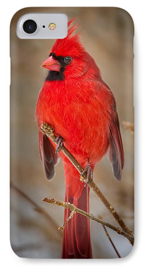 Cardinal iPhone 8 Case featuring the photograph Northern Cardinal by Bill Wakeley