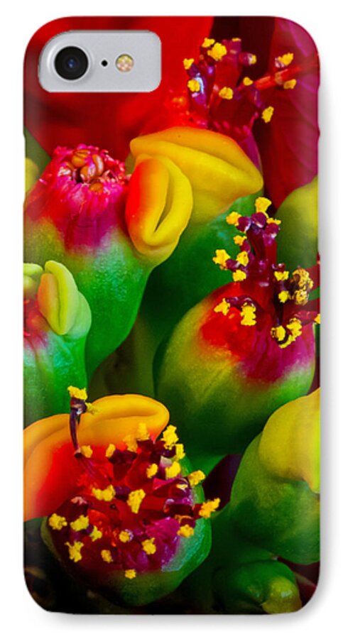 Art Prints iPhone 8 Case featuring the photograph Poinsettia Flowers #1 by Dave Bosse