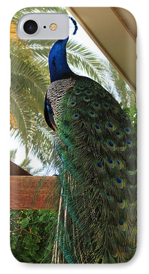 Peacock iPhone 8 Case featuring the photograph Proud Peacock #1 by Laurel Powell