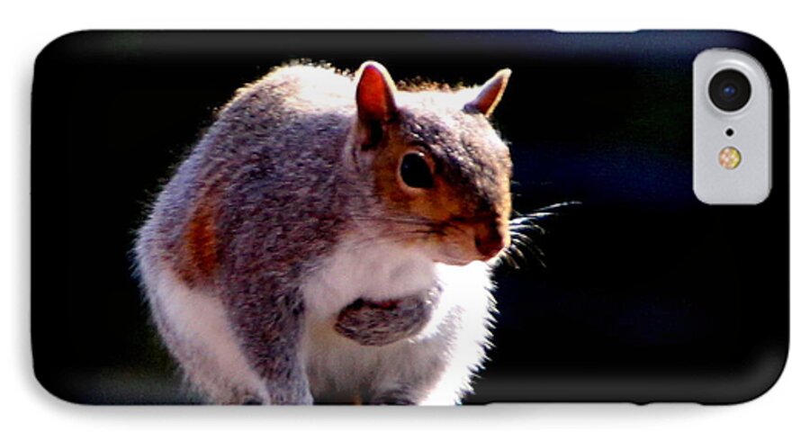 Animals iPhone 8 Case featuring the photograph Squirrel #1 by Rabiah Seminole