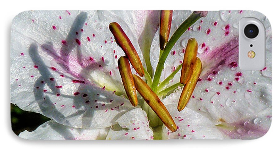 Lily iPhone 8 Case featuring the photograph Stargazer Lily #1 by Lynn Bolt