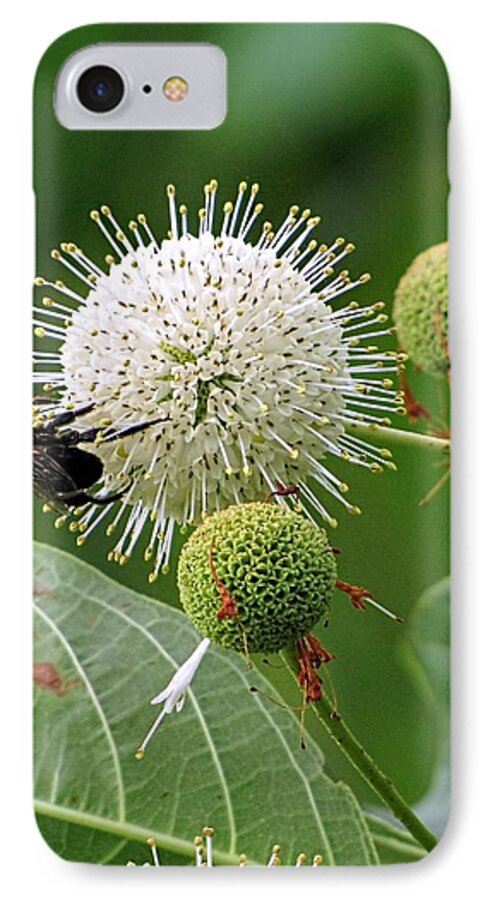 Bumble Bee iPhone 8 Case featuring the photograph Bumbler #2 by Jennifer Wheatley Wolf