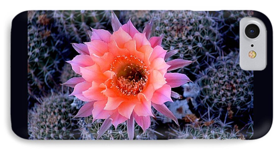 Cactus iPhone 8 Case featuring the photograph Desert Beauty #2 by Marilyn Smith
