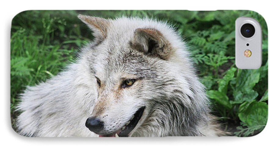 Animal iPhone 8 Case featuring the photograph Gray Wolf #2 by Alyce Taylor
