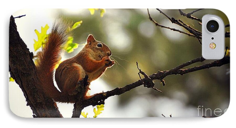 Squirrel iPhone 8 Case featuring the photograph Lunch Time #2 by Phillip Garcia