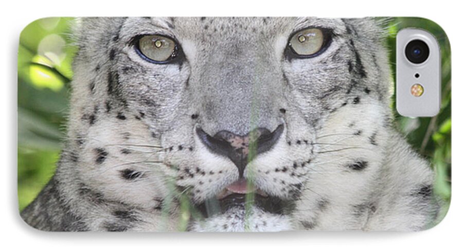 Snow Leopard iPhone 8 Case featuring the photograph Snow Leopard by John Telfer